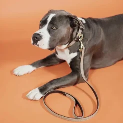 Laisses*Kentucky Dogwear - Laisse pour chien nylon tressé Plaited Nylon 200 cm Beige