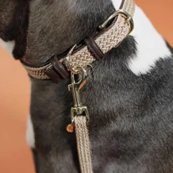 Laisses*Kentucky Dogwear - Laisse pour chien nylon tressé Plaited Nylon 200 cm Beige