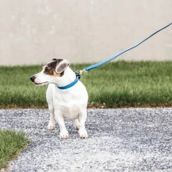 Sale - Laisse pour chien Plaited Nylon 120 cm clair Laisses