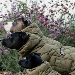 Manteaux*Kentucky Dogwear - Manteau pour chien Pina kaki 160g Vert