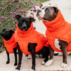 Manteaux*Kentucky Dogwear - Manteau pour chien Pina 160g Orange