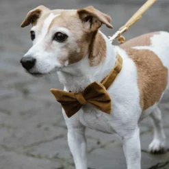 Sale - Nœud papillon velvet moutarde Nœuds Pour Colliers