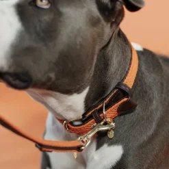 Colliers*Kentucky Dogwear - Nylon tressé collier de chien Orange