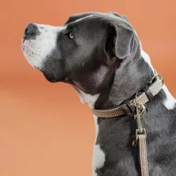 Discount - Nylon tressé collier de chien Colliers