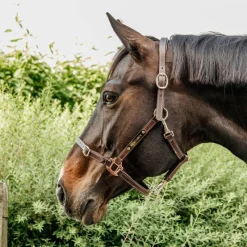 New - Licol en cuir synthétique flexible Élevage|Licols En Cuir