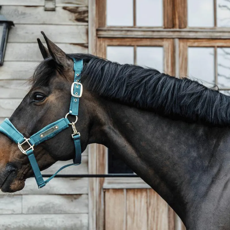 Clearance - Licol Velvet émeraude Licols En Nylon