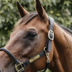 Élevage|Licols En Cuir*Kentucky Horsewear - Licol anatomique en cuir vegan noir