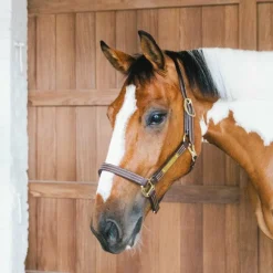 Online - Licol en cuir Wellington brun Collection 