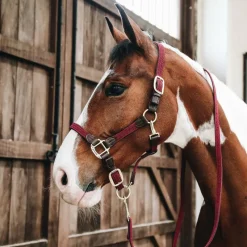 Élevage|Collection "Minis" Kentucky*Kentucky Horsewear - Licol nylon tressé Bordeaux