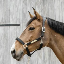 - Licol anatomique nylon Licols En Nylon