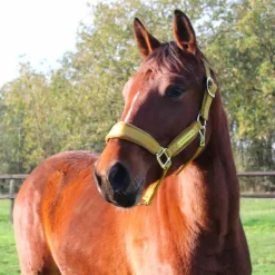 Licols En Nylon*Kentucky Horsewear - Licol Velvet moutarde