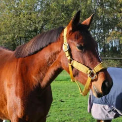 Licols En Nylon*Kentucky Horsewear - Licol Velvet moutarde