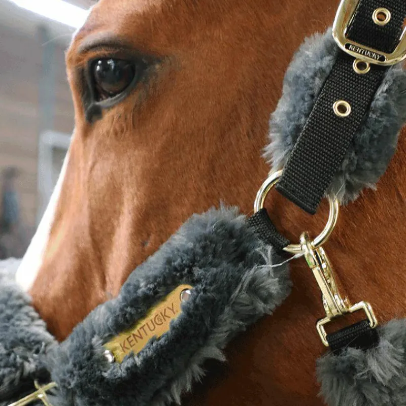 Best - Licol de transport mouton gris Collection "Minis" Kentucky|Licols Poneys