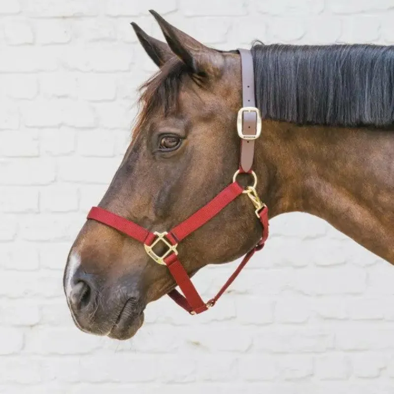 Sale - Licol nylon Breakaway Collection "Minis" Kentucky|Licols Poneys