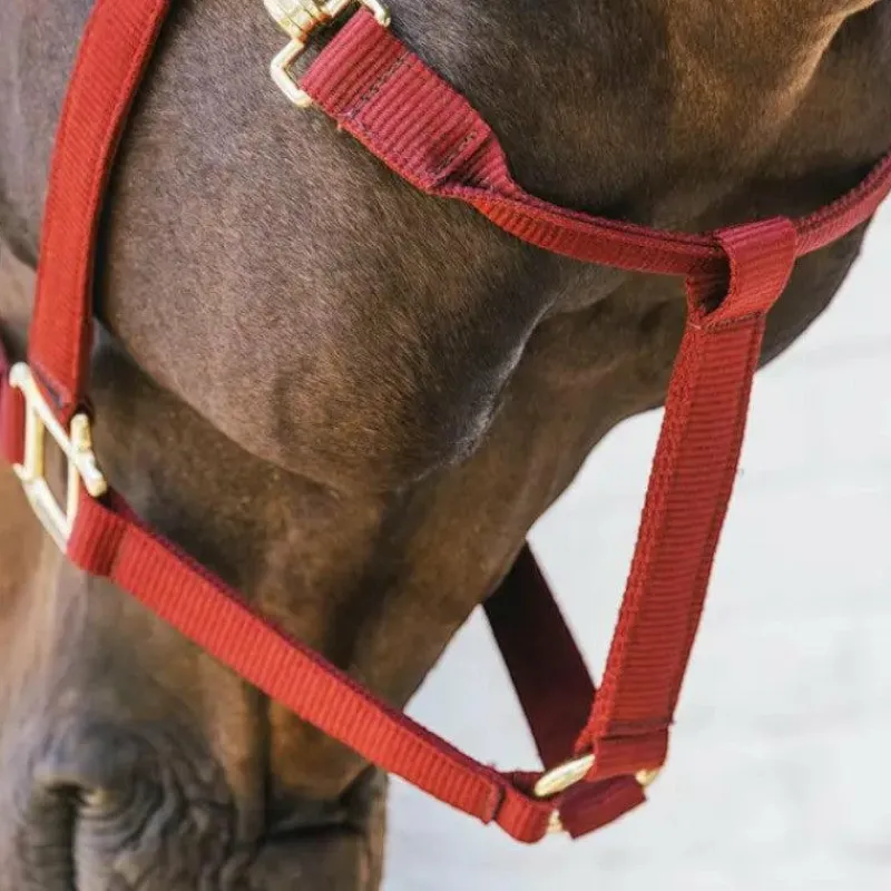 Sale - Licol nylon Breakaway Collection "Minis" Kentucky|Licols Poneys