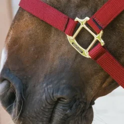 Sale - Licol nylon Breakaway Collection