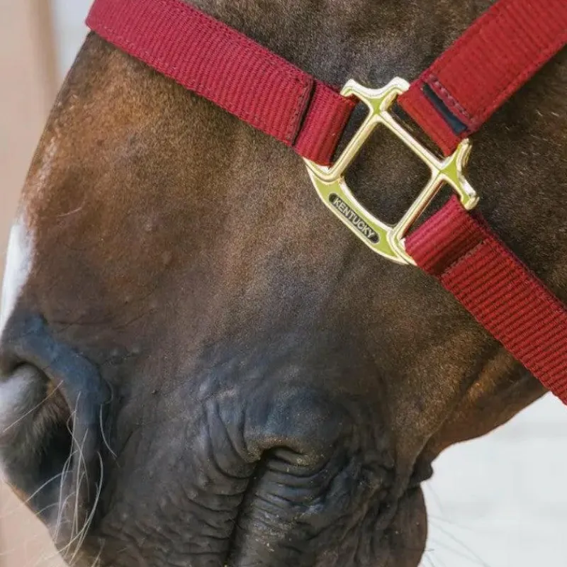 Sale - Licol nylon Breakaway Collection "Minis" Kentucky|Licols Poneys