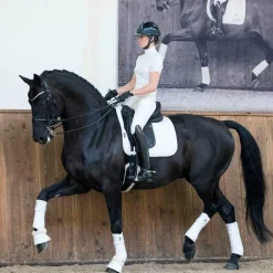 Outlet - Bandes de polo Loire (x4) Bandes De Polo