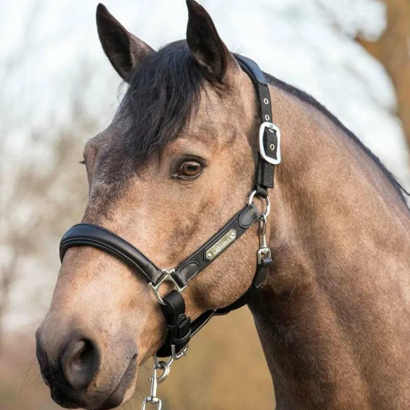 Online - Licol Capella Licols Poneys