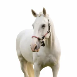 Licols Poneys*LeMieux - Licol pour chevaux Ropella cranberry Rose