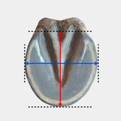 New - Hipposandale Floating boots trainer postérieurs Hipposandales