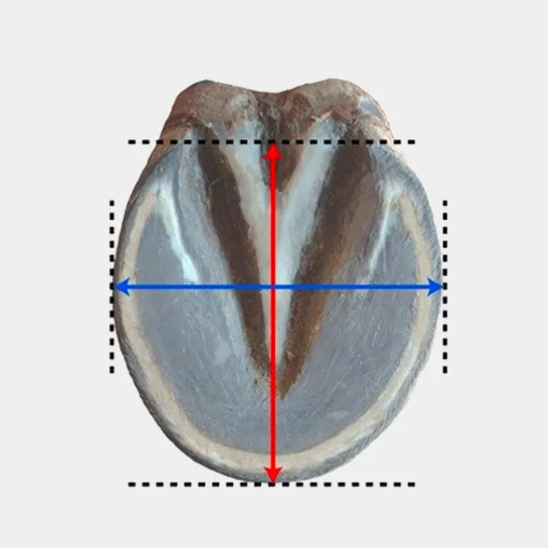 New - Hipposandale Floating boots trainer postérieurs Hipposandales