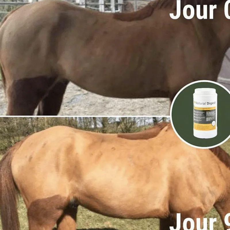 Ulcères Gastriques|Perte D'État*Natural' Innov - Complément digestif Natural'Digest