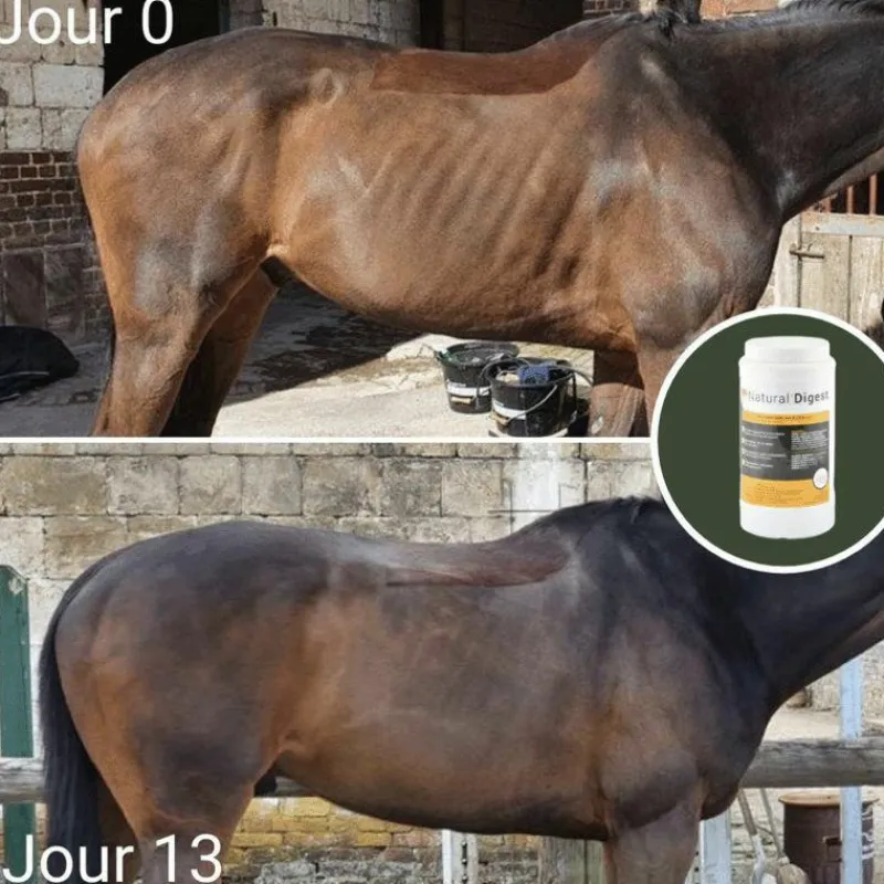 Ulcères Gastriques|Perte D'État*Natural' Innov - Complément digestif Natural'Digest