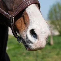 - Crème solaire pour chevaux Natural'Sun Protection Solaire