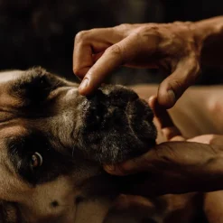 Démangeaisons*Nellumbo - Baume naturel truffe pour chiens Jaune