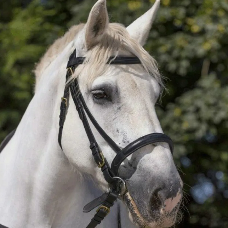 Bridons|Cso*Norton - Bridon "CLUB" cheval de trait noir
