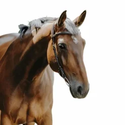 Bridons*Norton - Bridon Freedom marron Havane