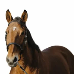 Bridons*Norton - Bridon/ licol Training Noir