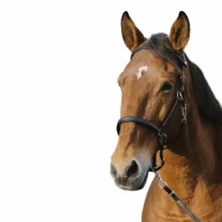 Bridons*Norton - Bridon/ licol Training Noir