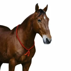 - Cordelette/ Collier éthologique Cordelettes