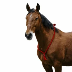 Sale - Cordelette/ Collier éthologique Cordelettes