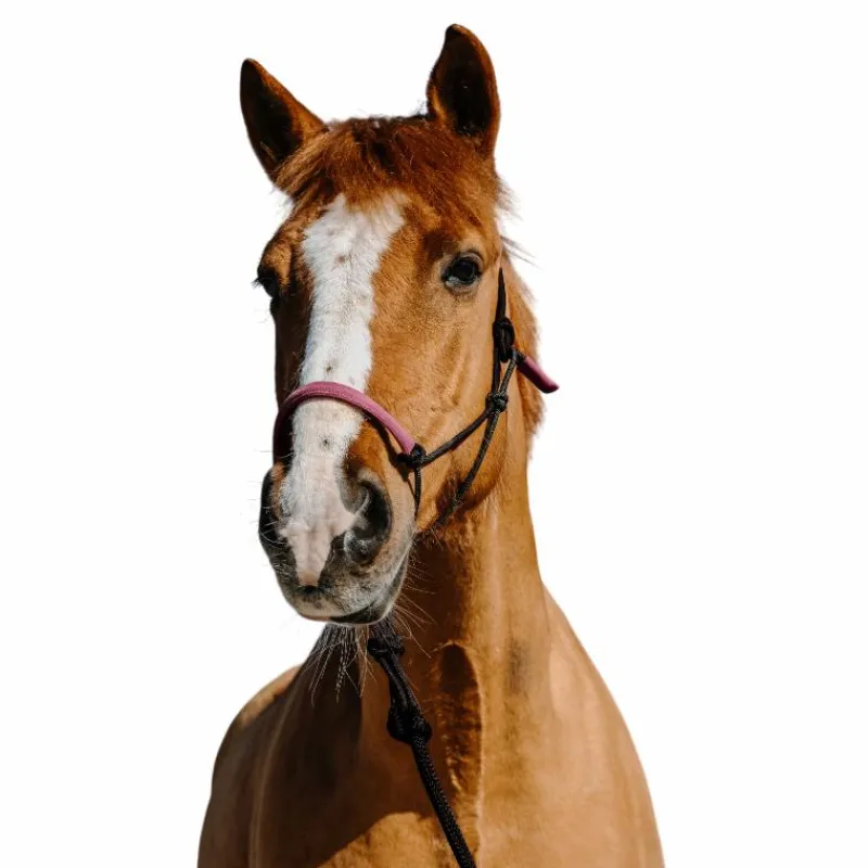 Discount - Ensemble licol éthologique et longe Suède / rose Ensembles Licols Et Longes