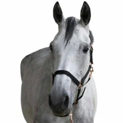 Licols Poneys|Ensembles Licols Et Longes*Norton - Licol et longe nylon rose gold/ Noir