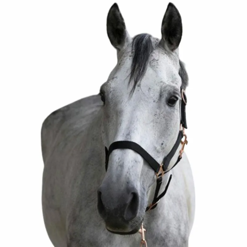 Licols Poneys|Ensembles Licols Et Longes*Norton - Licol et longe nylon rose gold/ Noir