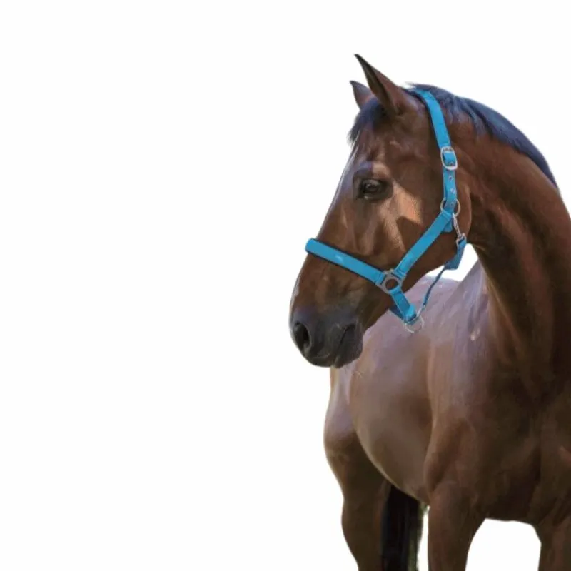 New - Licol fluo doublé bleu Licols Poneys|Licols En Nylon