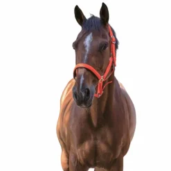 Clearance - Licol fluo doublé Orange Licols Poneys|Licols En Nylon