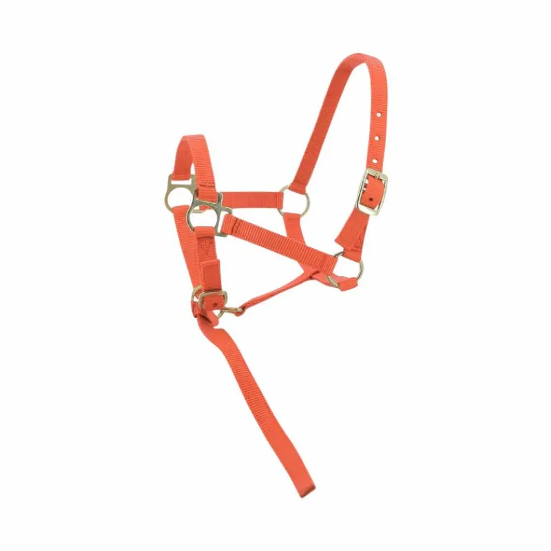 Élevage*Norton - Licol foal + longe orange