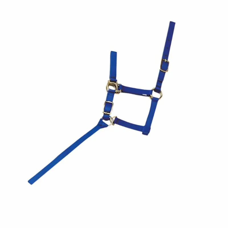 Élevage|Licols Foals*Norton - Licol foal + longe bleu roi