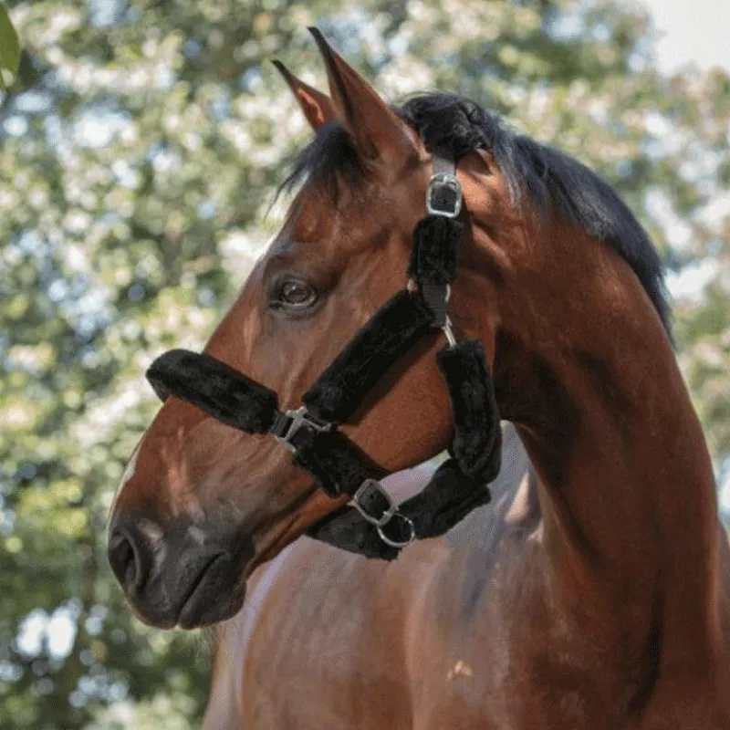 Sale - Licol "Full" mouton synthétique / Licols Avec Mouton