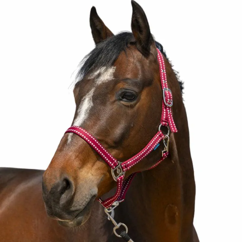 Discount - Licol Grooming Licols Poneys