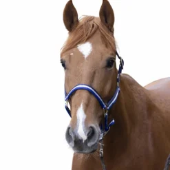 Outlet - Licol nylon doublé cuir marine/ blanc/ bleu Licols Poneys|Licols En Nylon