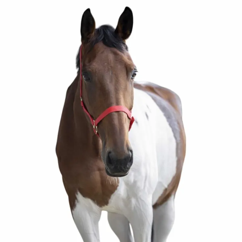 New - Licol nylon double épaisseur rouge Licols Poneys|Licols En Nylon