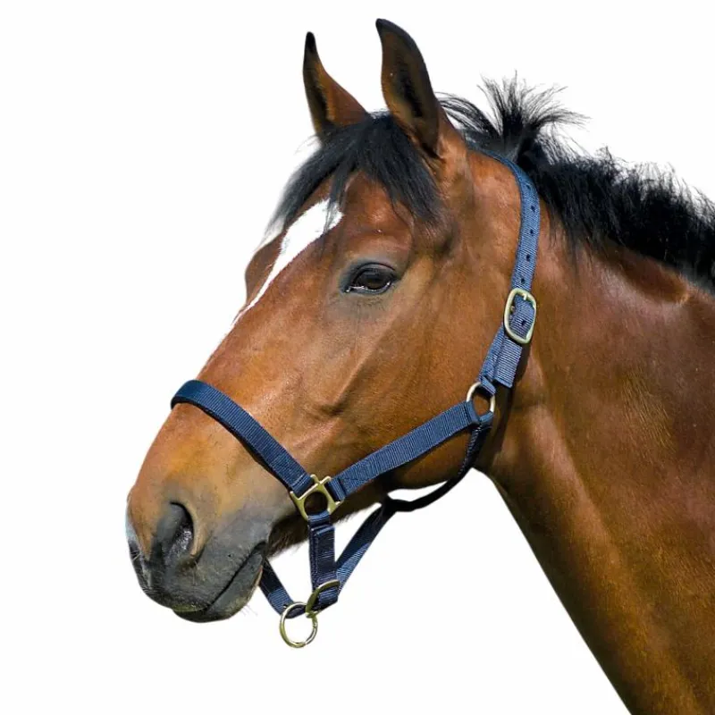 Online - Licol nylon doublé cuir marine Licols En Nylon