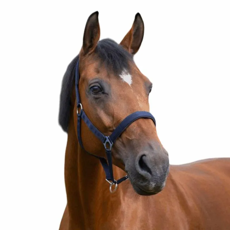 Best - Licol nylon doublé néoprène marine Licols Poneys|Licols En Nylon