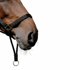 Licols Poneys*Norton - Licol Nylon Educatif Noir